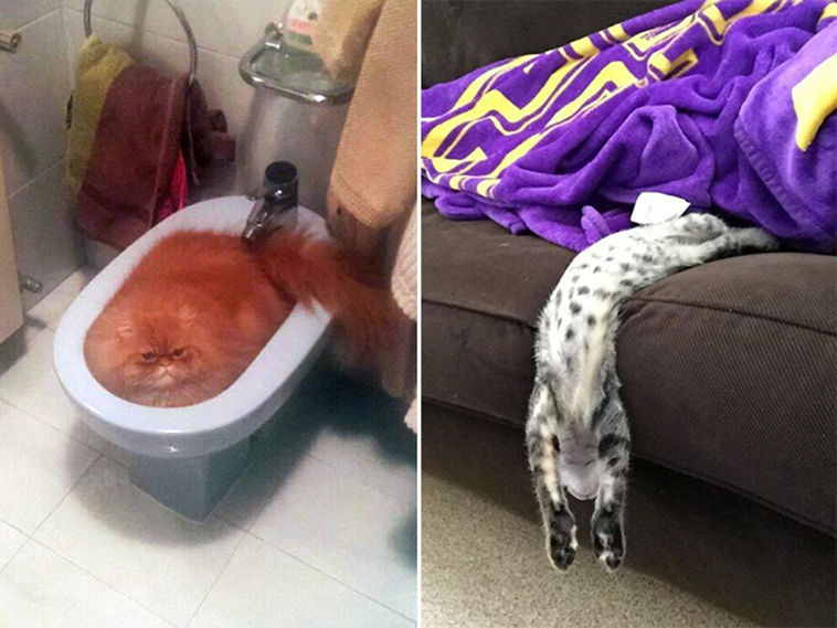 proof cats are liquid