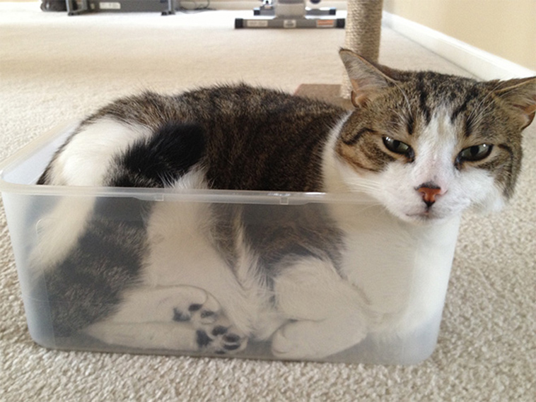 proof cats are liquid