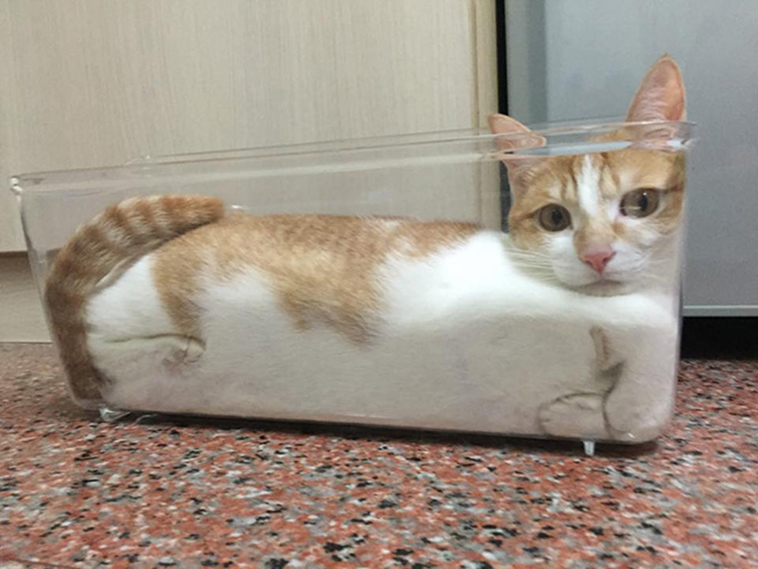 proof cats are liquid