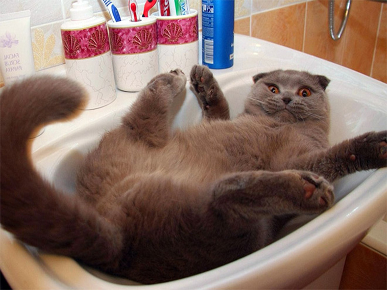 proof cats are liquid