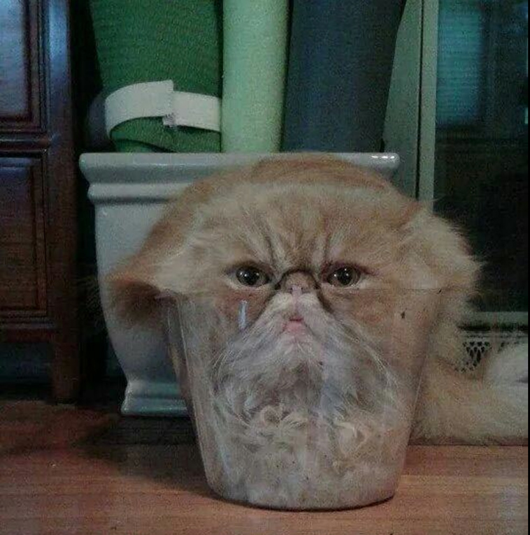 proof cats are liquid