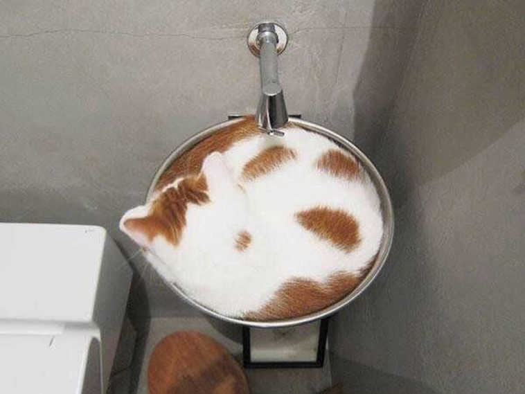 proof cats are liquid