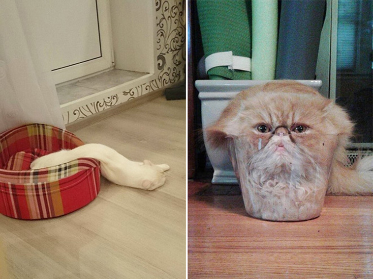 proof cats are liquid