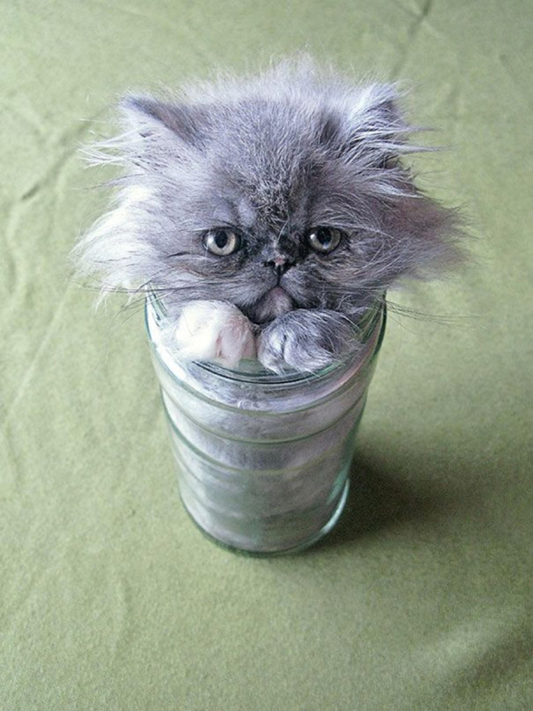 proof cats are liquid