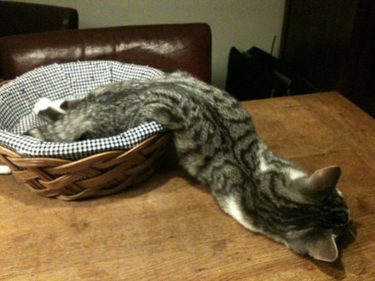 proof cats are liquid