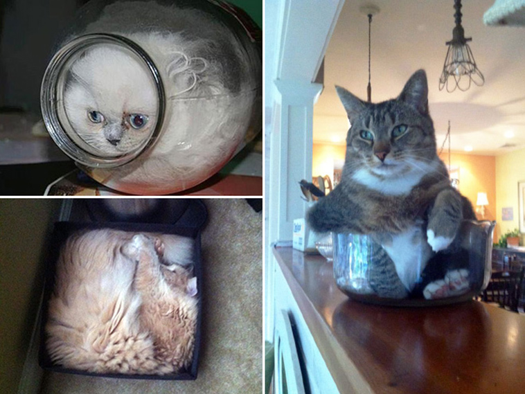 proof cats are liquid