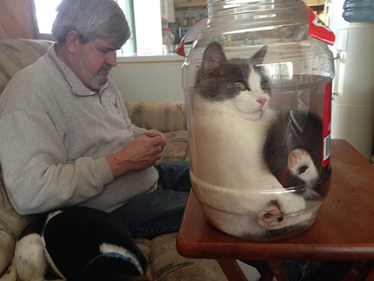 proof cats are liquid