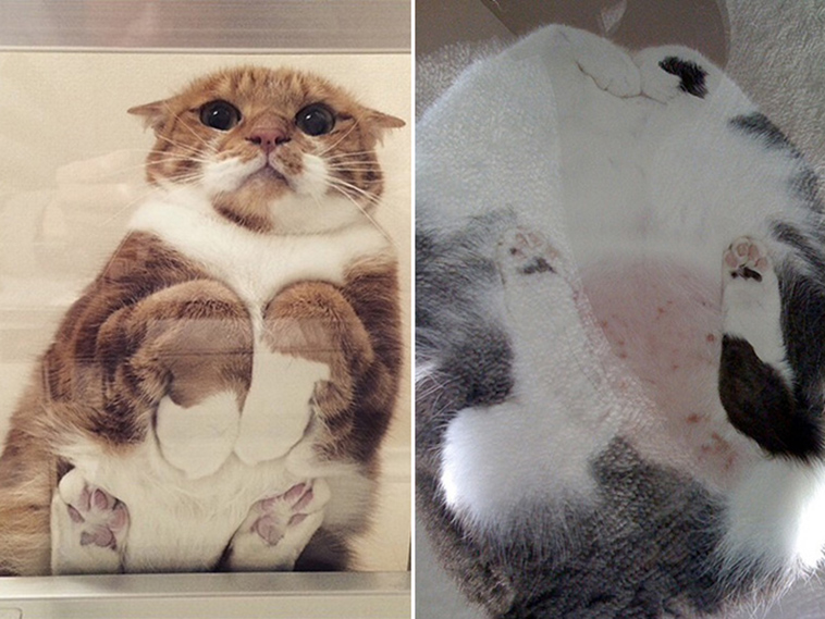 proof cats are liquid
