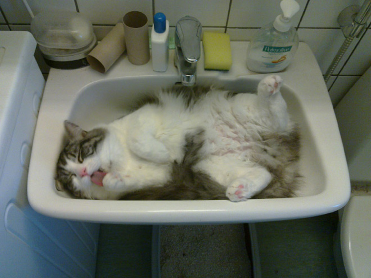 proof cats are liquid