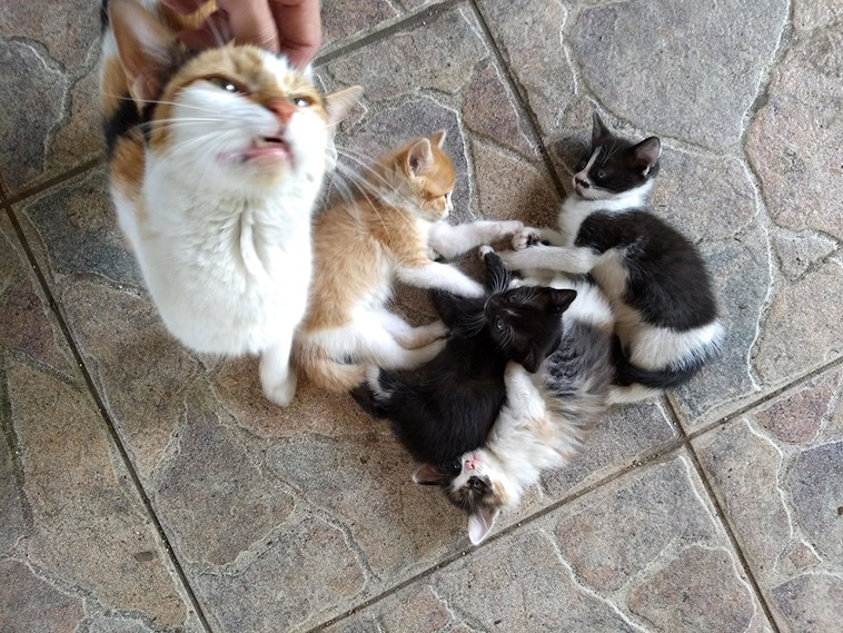 stray cat mom kittens