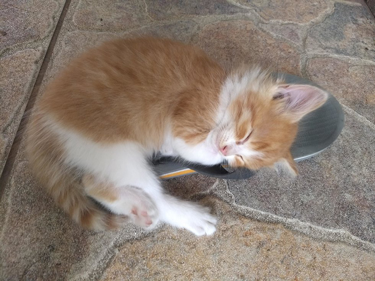 stray cat mom kittens
