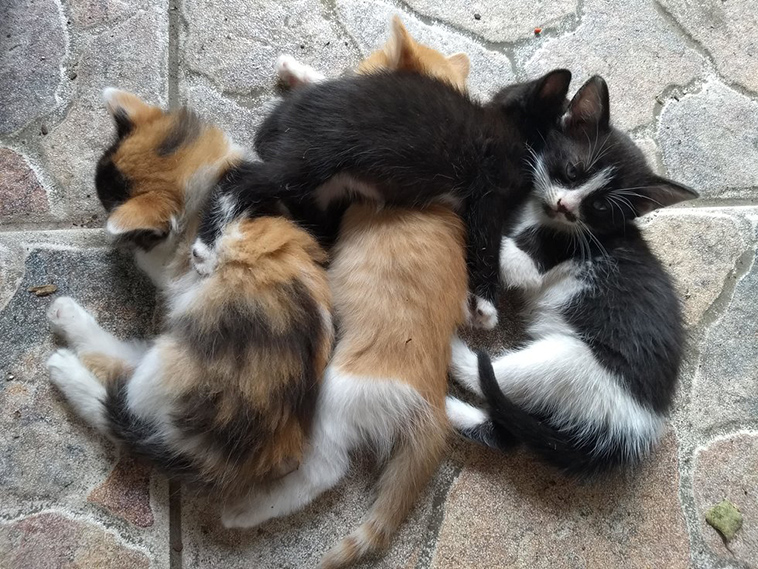 stray cat mom kittens