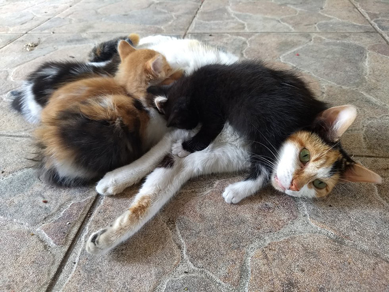 stray cat mom kittens