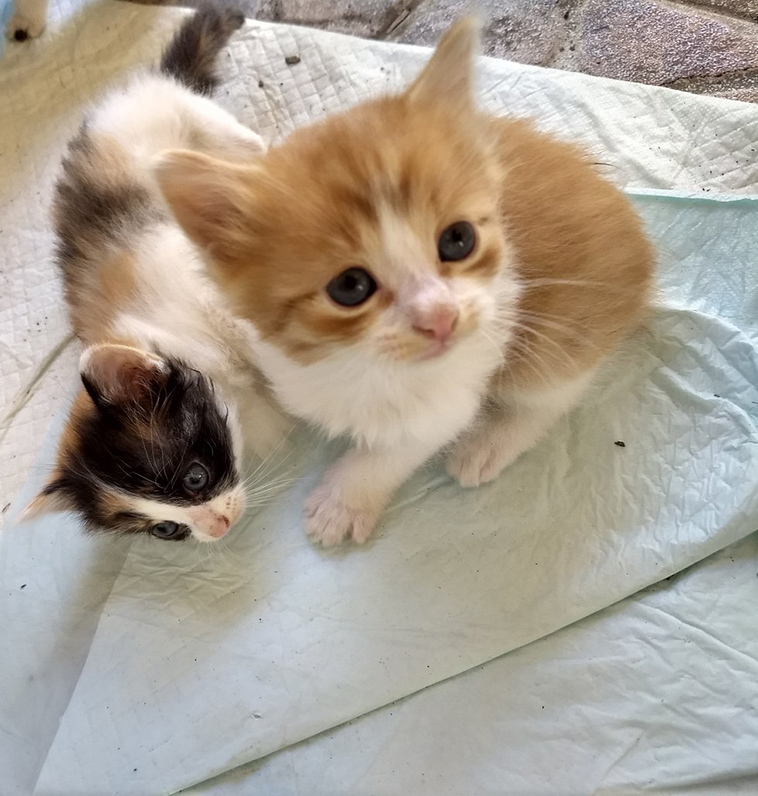 stray cat mom kittens