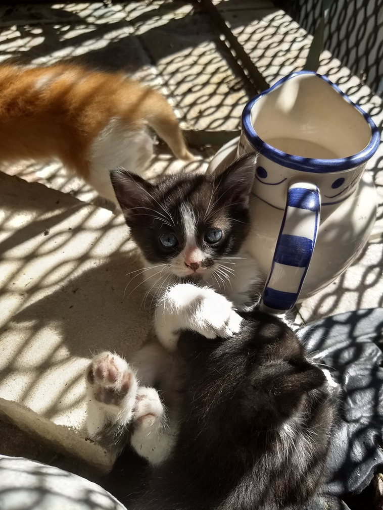 stray cat mom kittens