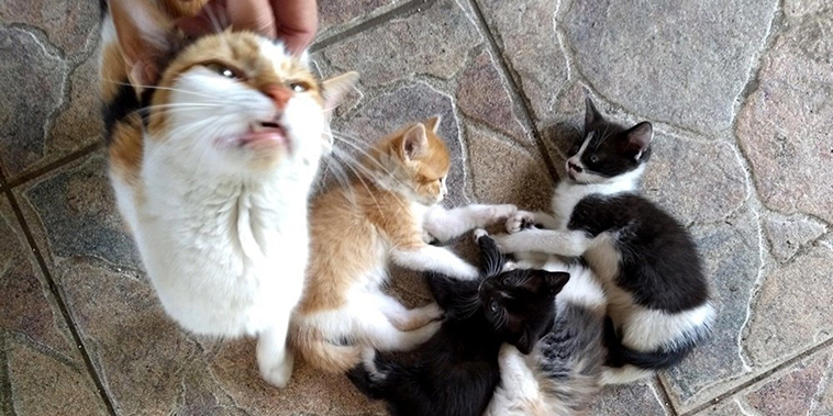 stray cat mom kittens