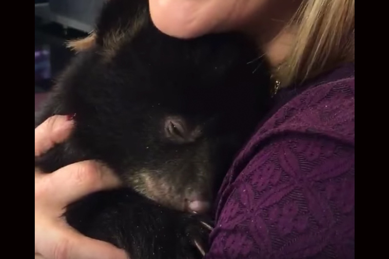 tiny-baby-bear-purrs-like-a-kitten