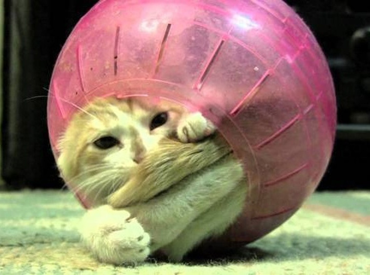 Animals That Are So Outrageously Unfortunate