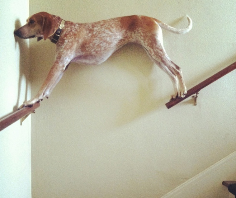 Animals That Are So Outrageously Unfortunate