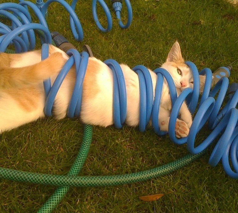Animals That Are So Outrageously Unfortunate