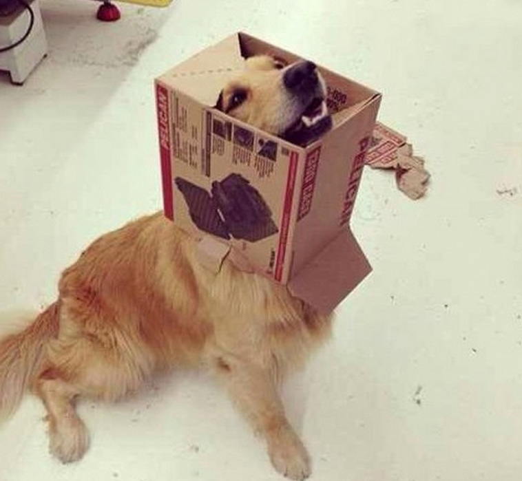 Animals That Are So Outrageously Unfortunate