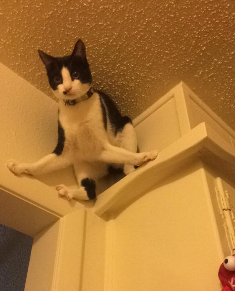 Animals That Are So Outrageously Unfortunate