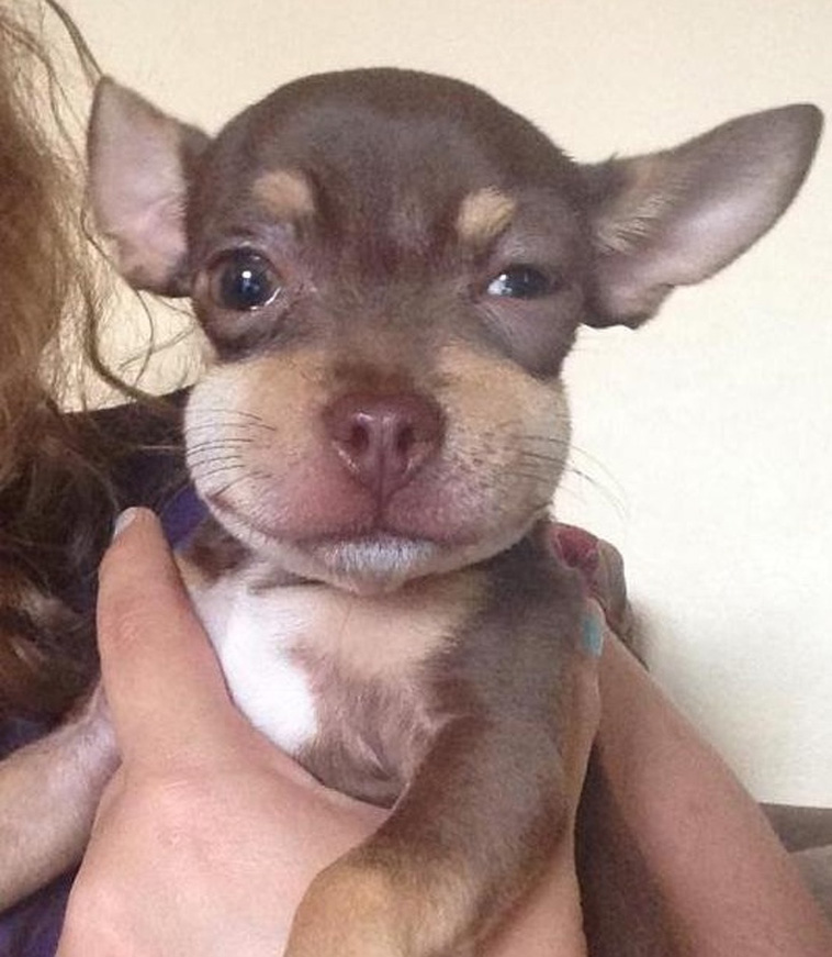 Animals That Are So Outrageously Unfortunate