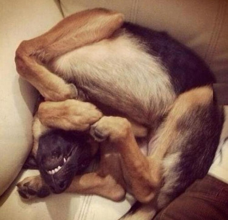 Animals That Are So Outrageously Unfortunate