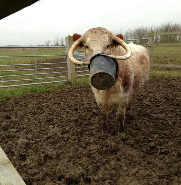 Animals That Are So Outrageously Unfortunate