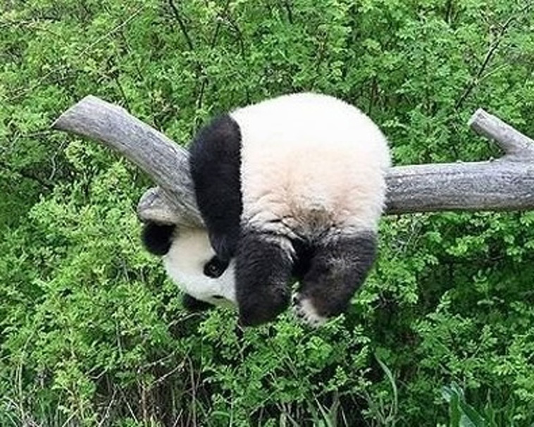 Animals That Are So Outrageously Unfortunate
