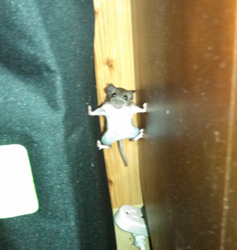 Animals That Are So Outrageously Unfortunate