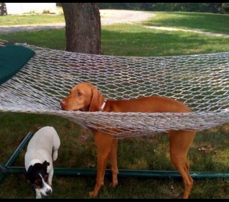 Animals That Are So Outrageously Unfortunate