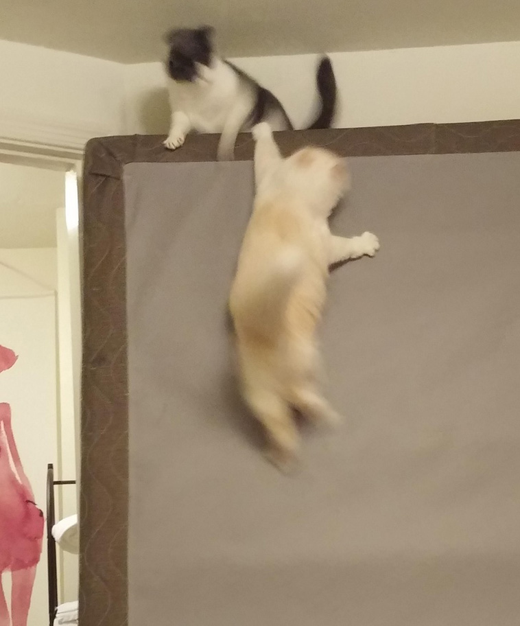 Animals That Are So Outrageously Unfortunate