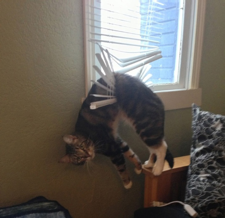 Animals That Are So Outrageously Unfortunate