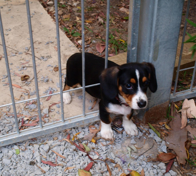 Animals That Are So Outrageously Unfortunate