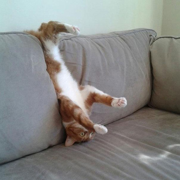 Animals That Are So Outrageously Unfortunate