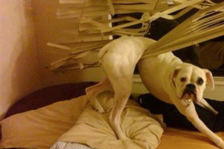 Animals That Are So Outrageously Unfortunate
