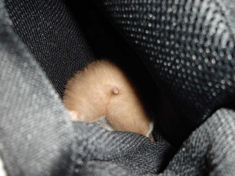 Hamster Butts