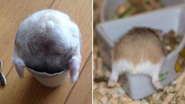 Hamster Butts