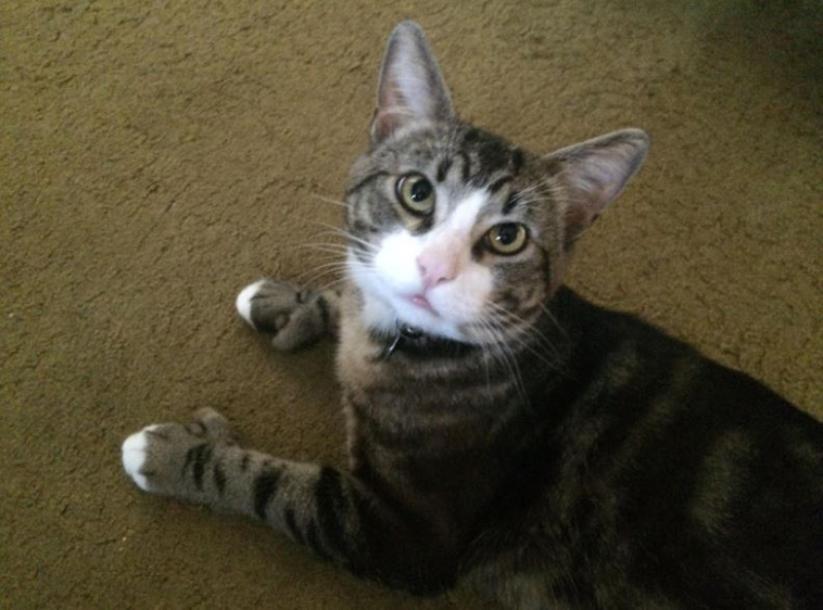 Cats With Thumbs