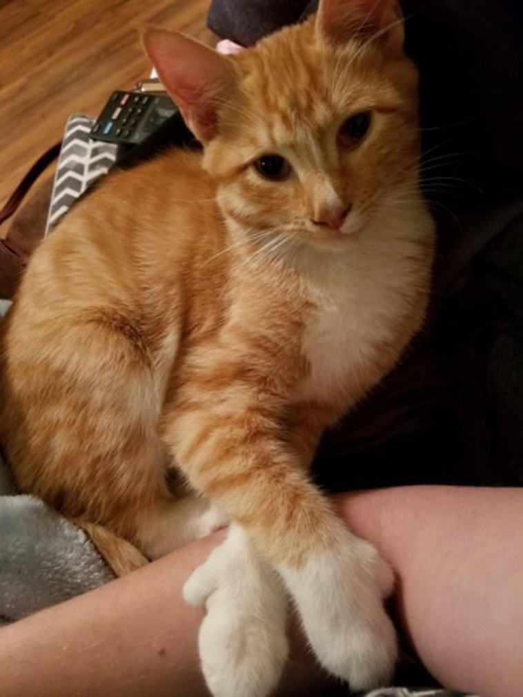 Cats With Thumbs