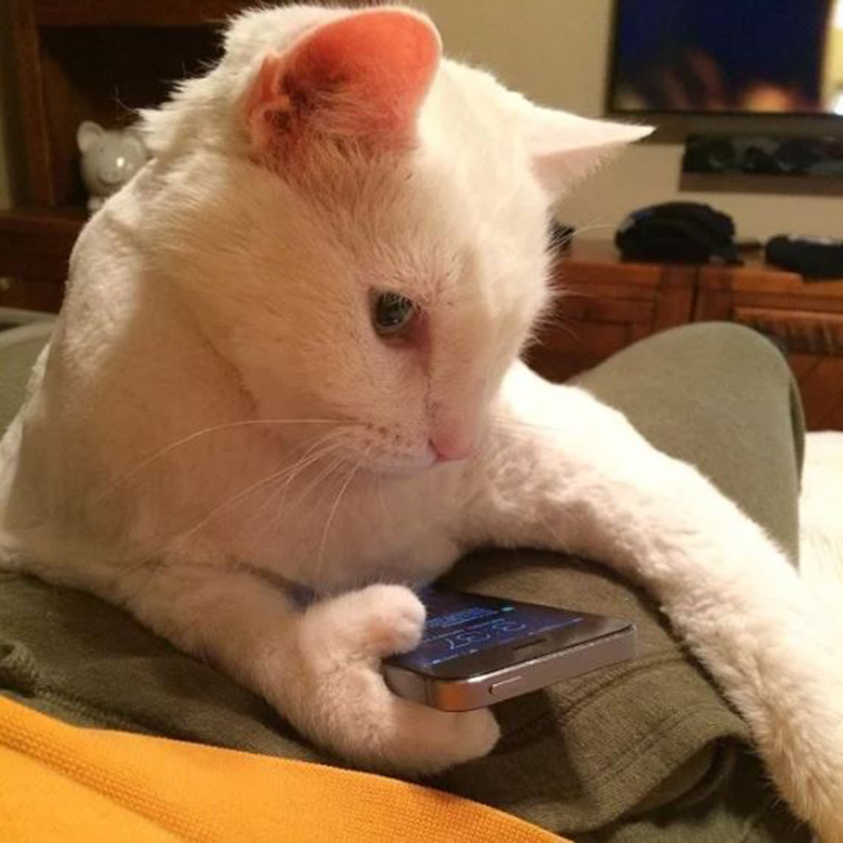 Cats With Thumbs