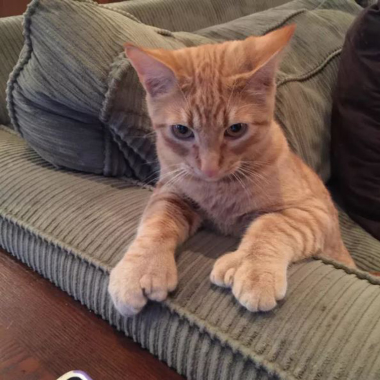 Cats With Thumbs