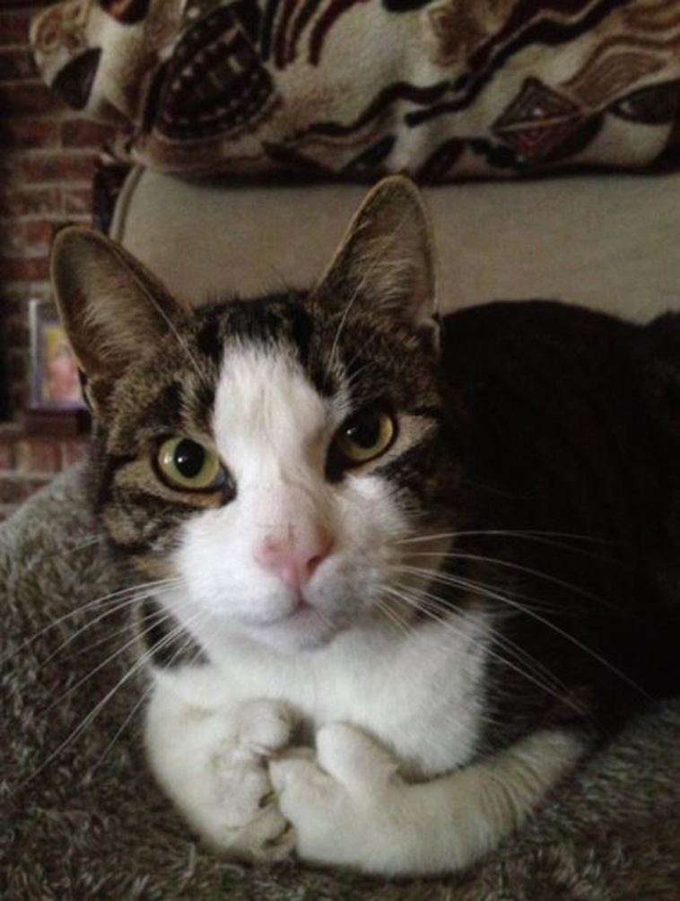 Cats With Thumbs