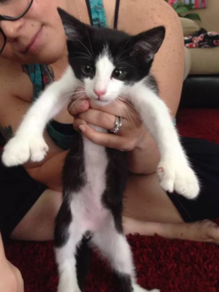 Cats With Thumbs