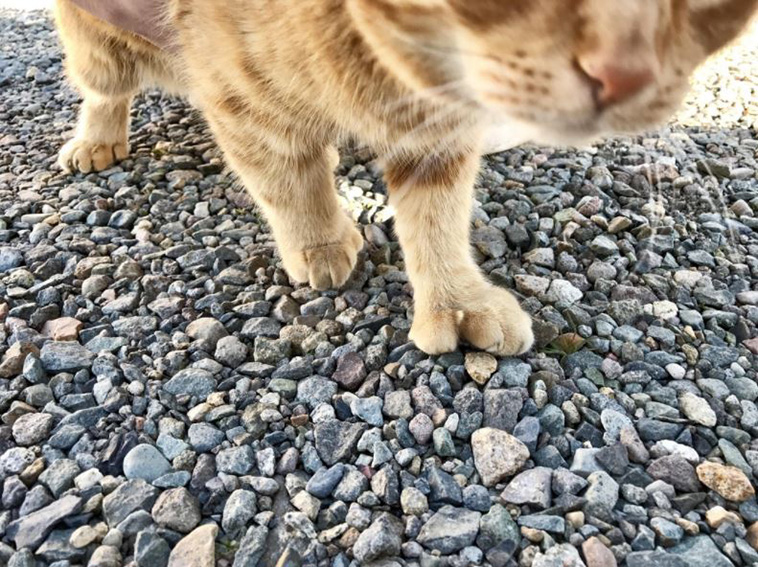 Cats With Thumbs