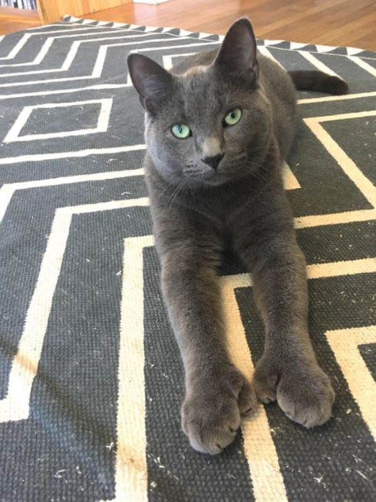Cats With Thumbs