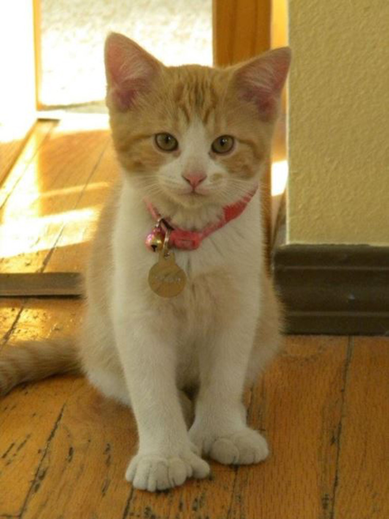 Cats With Thumbs