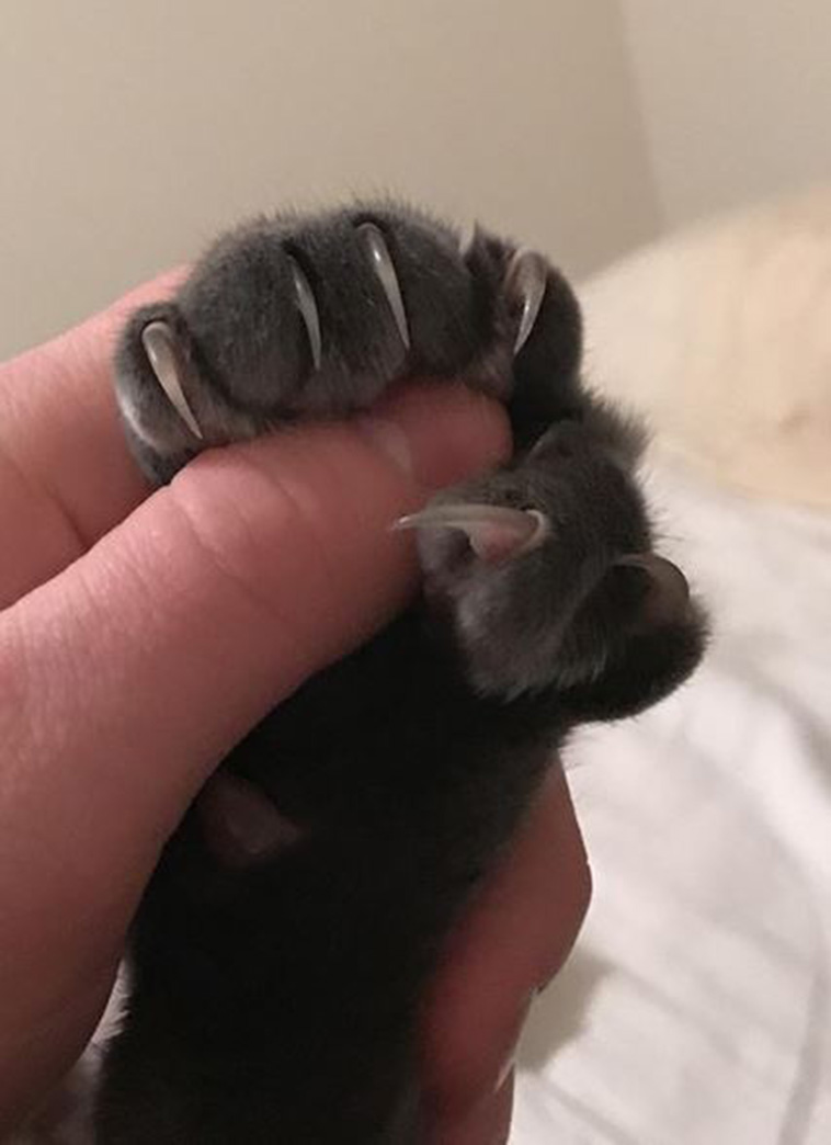 Cats With Thumbs