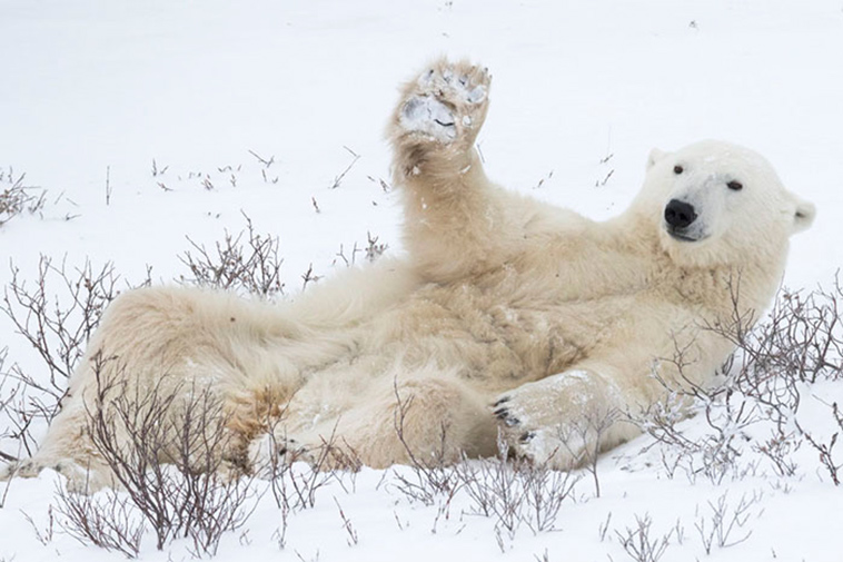 funny animals pics comedy-wildlife photography awards